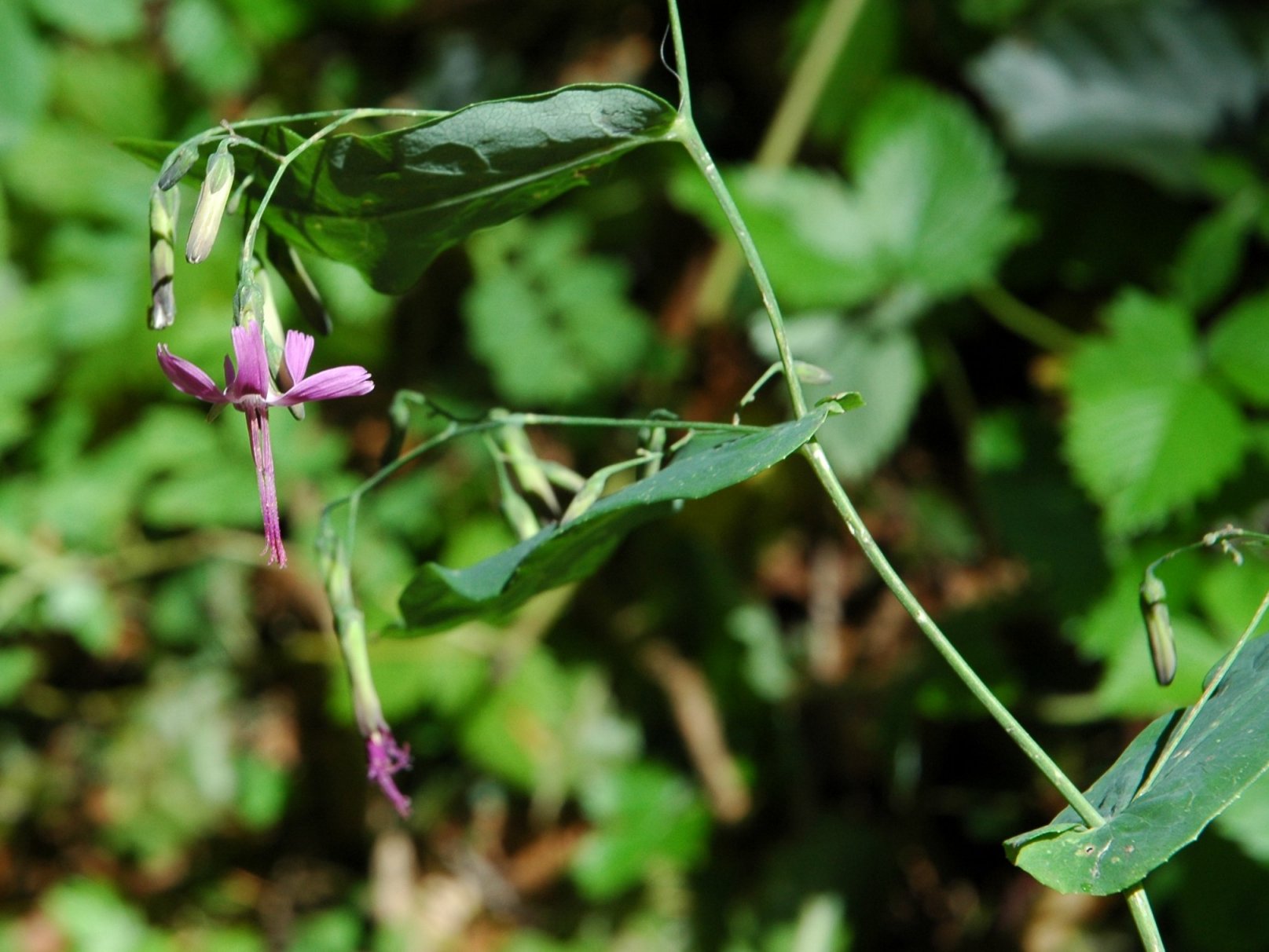 Prenanthes purpurea / Lattuga montana